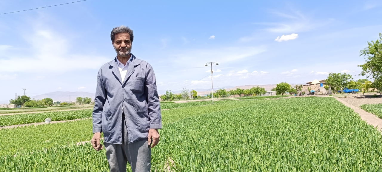 محصول سالم سبزیجات برگی جعفر دایی در حکم آباد